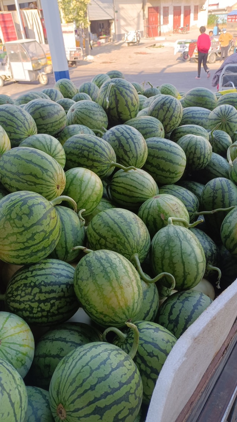 宿州砀山早春红玉小甜瓜小西瓜皮薄肉厚汁水甜度高产地直肖