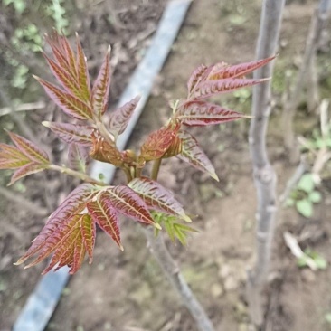 香椿芽