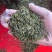 开售《信阳毛尖2025开园头采》质量可靠新茶现炒