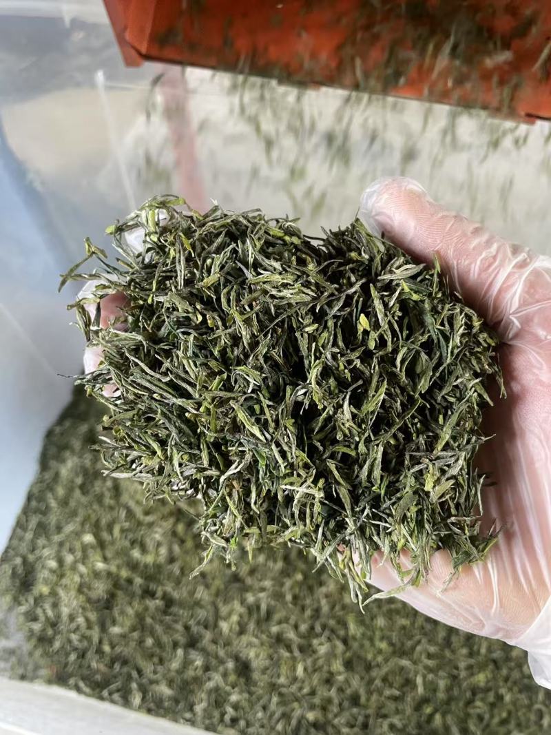 开售《信阳毛尖2025开园头采》质量可靠新茶现炒