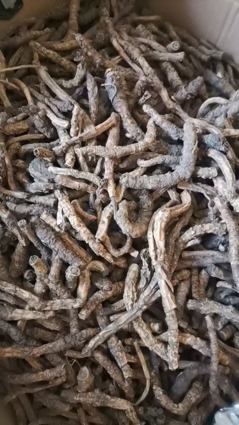 中药材胡黄连西藏胡黄莲割孤露泽新货上市正品无硫磺