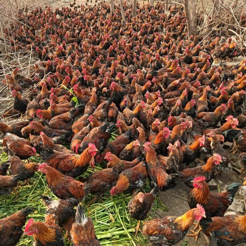 湖北活鸡麻鸡散养土鸡粮食喂养口感鲜美量大优惠