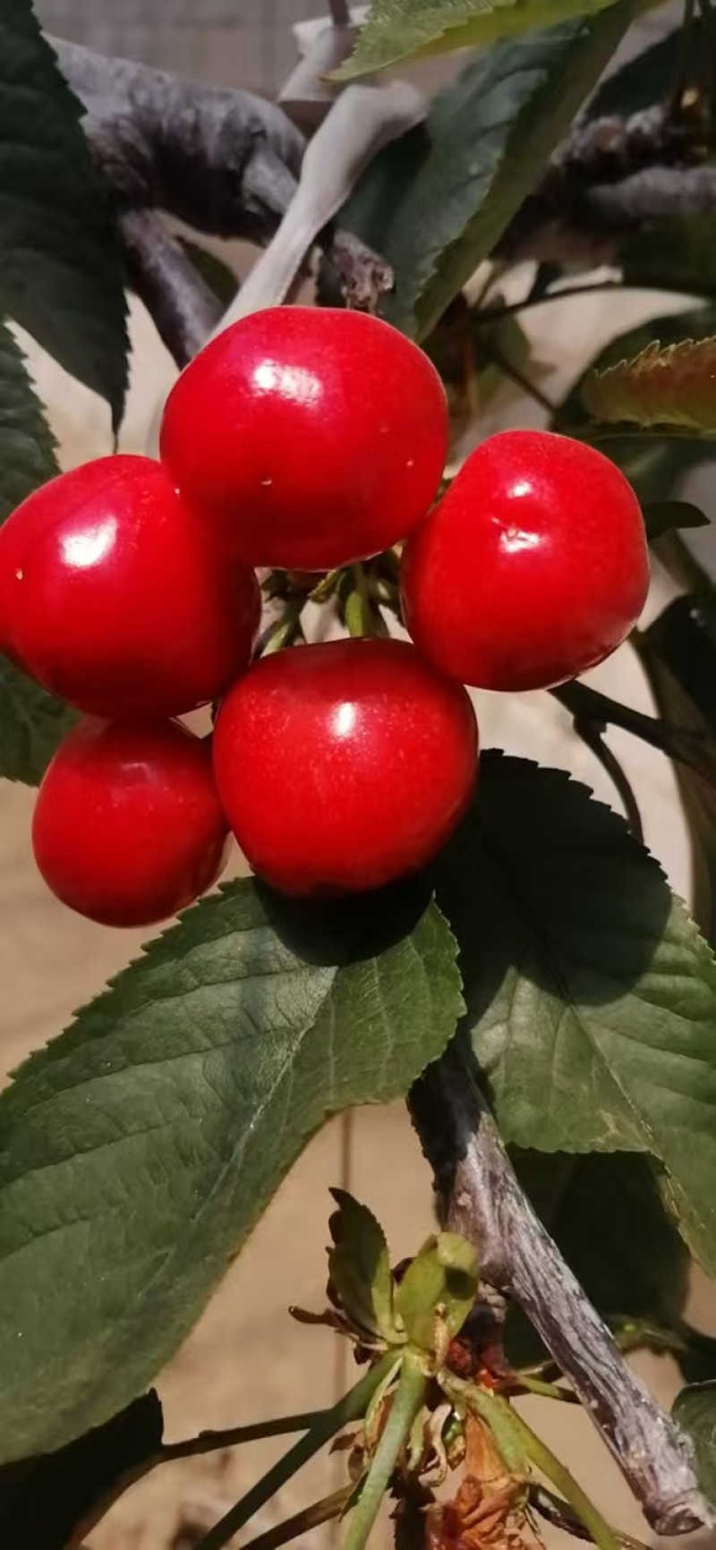 大连特产美早大樱桃，布鲁克斯红灯樱桃，产地直供，欢迎采购