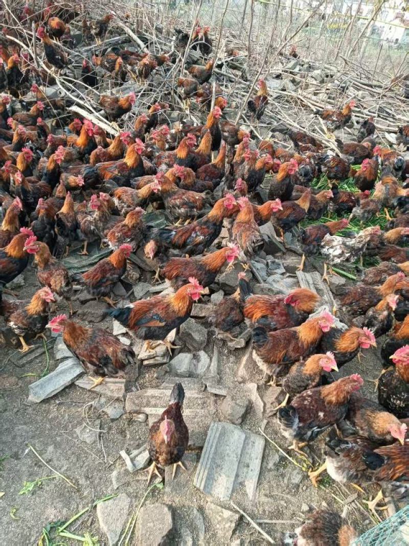 湖北活鸡麻鸡散养土鸡粮食喂养口感鲜美量大优惠