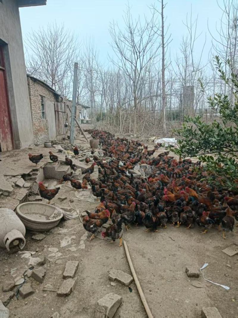 湖北活鸡麻鸡散养土鸡粮食喂养口感鲜美量大优惠