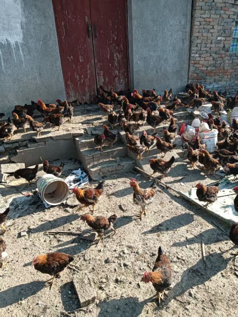 湖北活鸡麻鸡散养土鸡粮食喂养口感鲜美量大优惠