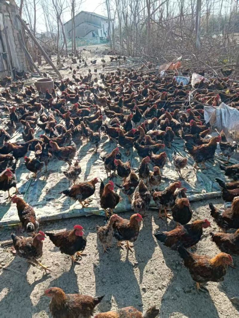 湖北活鸡麻鸡散养土鸡粮食喂养口感鲜美量大优惠