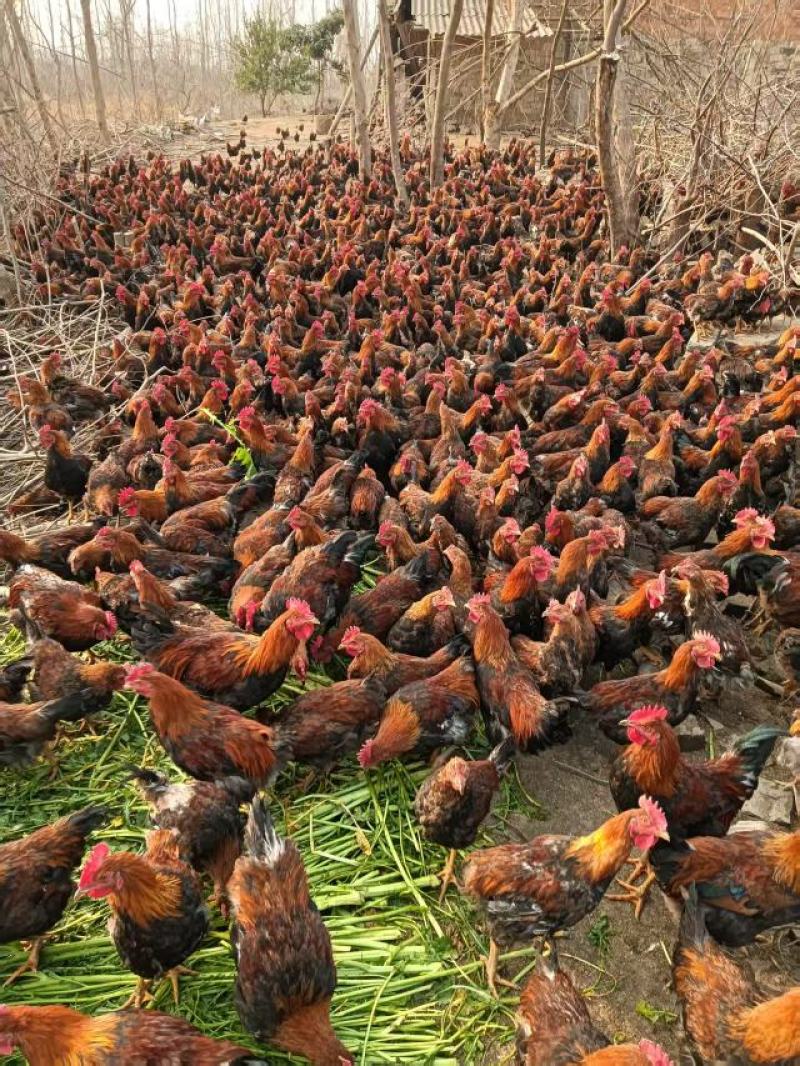 湖北活鸡麻鸡散养土鸡粮食喂养口感鲜美量大优惠