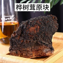 白桦茸桦树茸各种规格量大从优