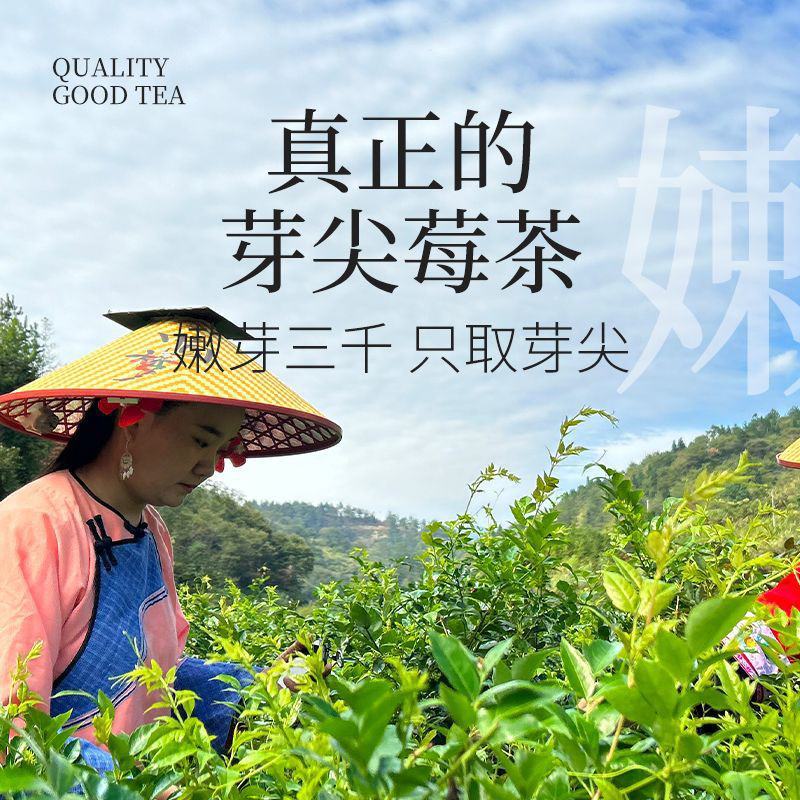 张家界原产地芽尖莓茶国家地理标志产品自产自销产地直发