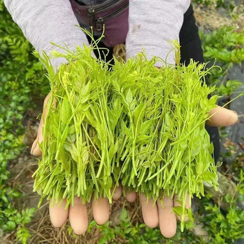 张家界原产地芽尖莓茶国家地理标志产品自产自销产地直发