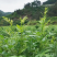 张家界原产地芽尖莓茶国家地理标志产品自产自销产地直发