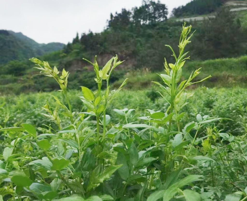 张家界原产地芽尖莓茶国家地理标志产品自产自销产地直发