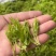 张家界明前朵芽莓茶国家地理标志产品自产自销产地直发
