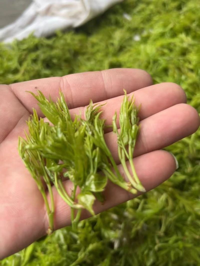 张家界明前朵芽莓茶国家地理标志产品自产自销产地直发