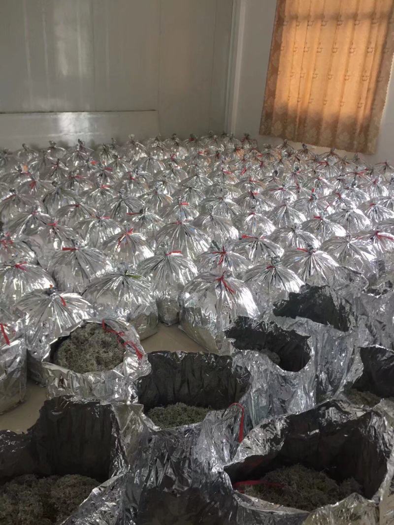 张家界明前朵芽莓茶国家地理标志产品自产自销产地直发