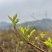 张家界明前朵芽莓茶国家地理标志产品自产自销产地直发