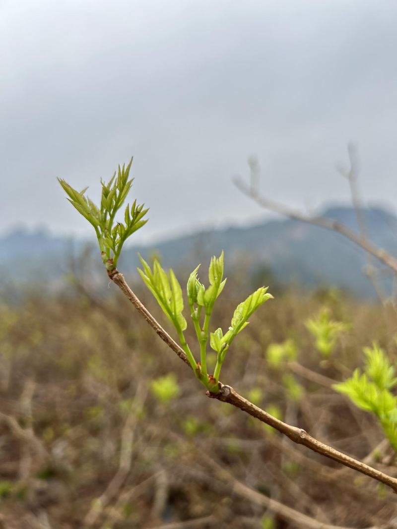 张家界明前朵芽莓茶国家地理标志产品自产自销产地直发