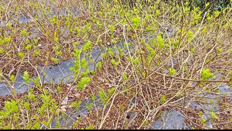 张家界明前朵芽莓茶国家地理标志产品自产自销产地直发