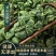 桑叶茶老树霜后桑叶茶正品新鲜霜后桑叶干新鲜桑叶冬桑叶泡茶
