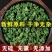 桑叶茶老树霜后桑叶茶正品新鲜霜后桑叶干新鲜桑叶冬桑叶泡茶