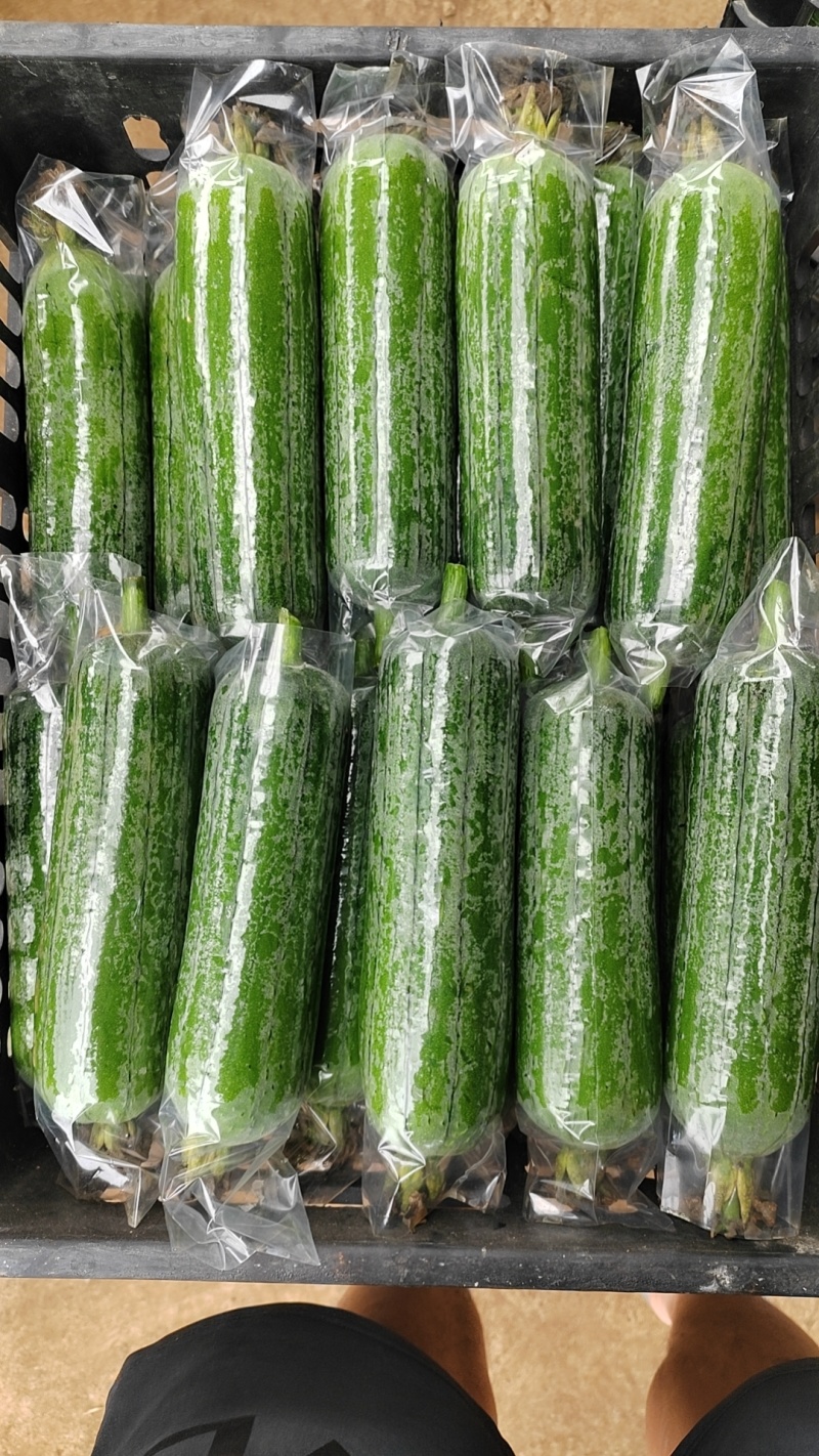 精品肉丝瓜
