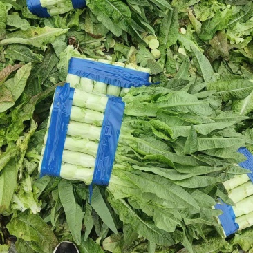 临沂郯城红尖叶莴苣条形好耐运输可打捆无糠心毛菜半毛菜杆子分拣