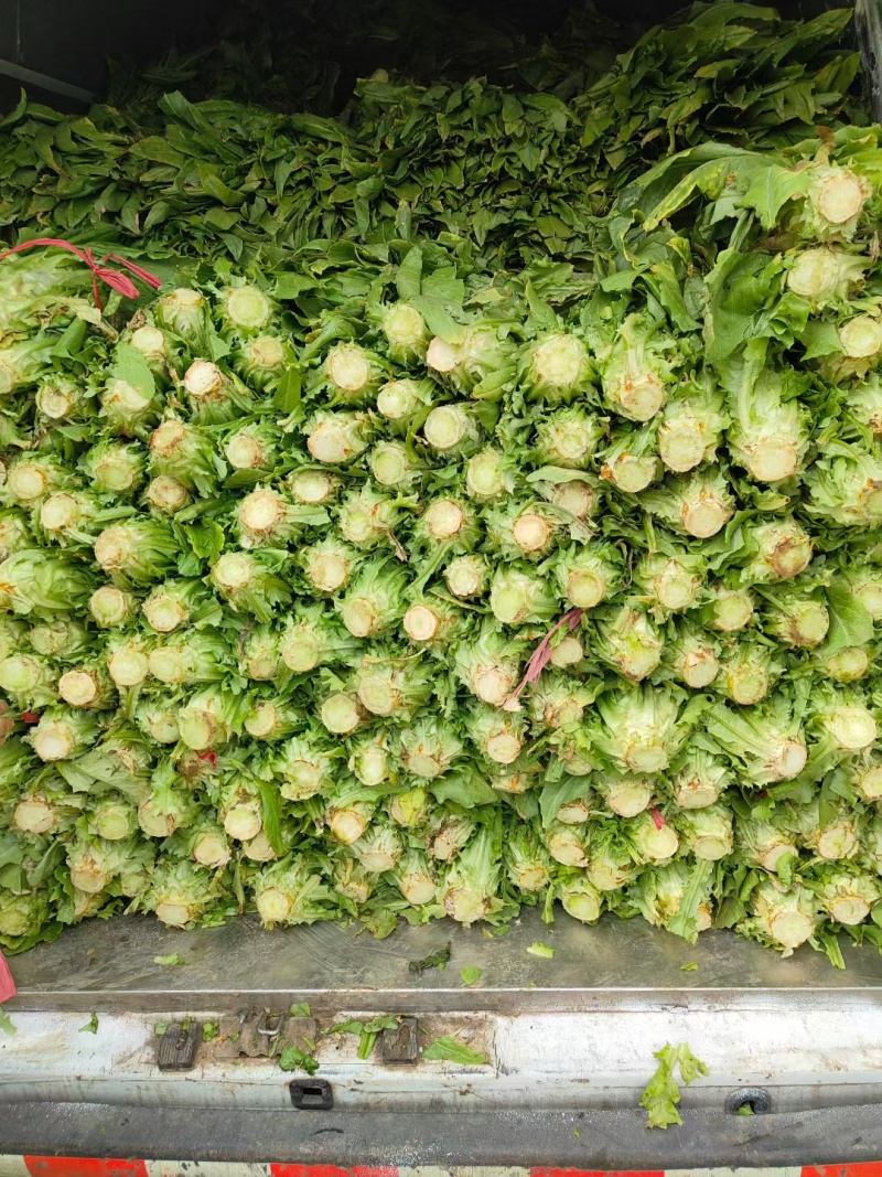 临沂郯城红尖叶莴苣条形好耐运输可打捆无糠心毛菜半毛菜杆子分拣