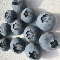 优选蓝莓大量供应，山东蓝莓基地，保质保量，诚信经营