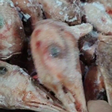 带舌仔鹅头