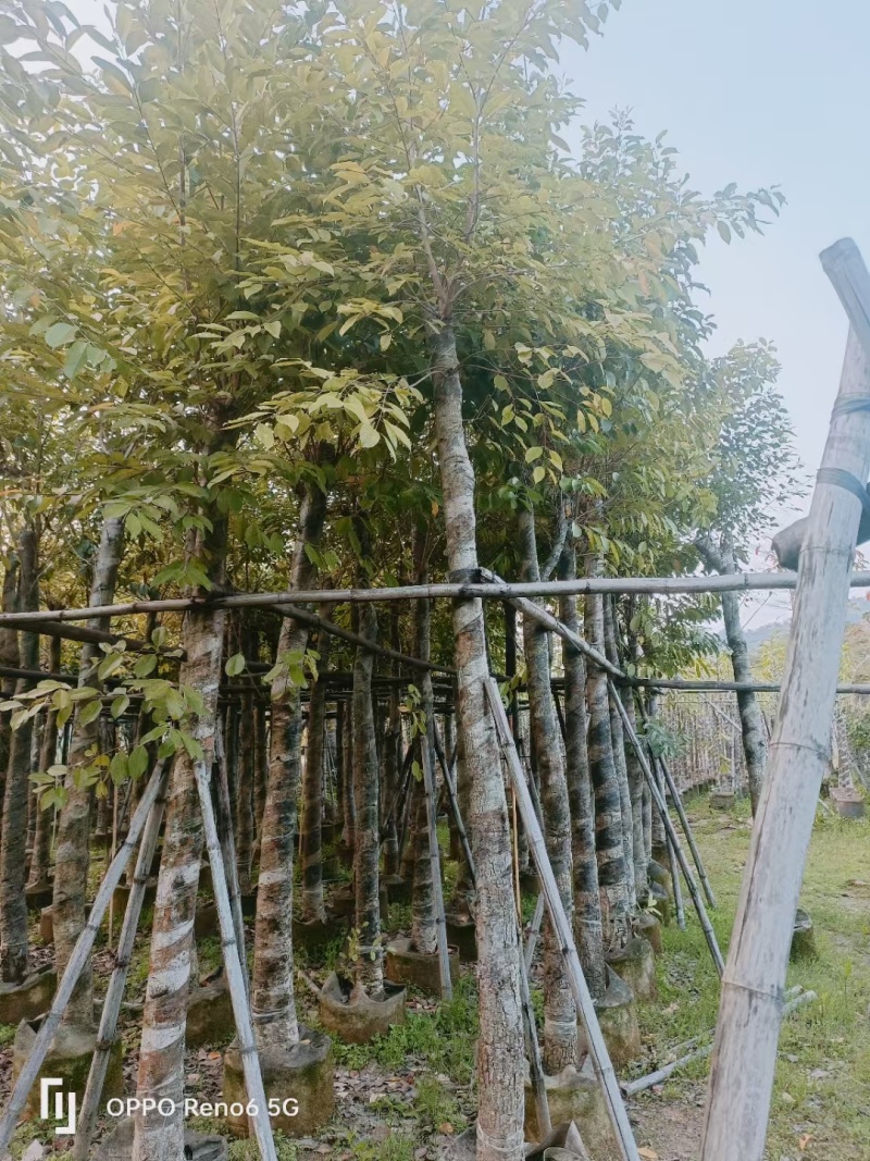 海南葡萄树