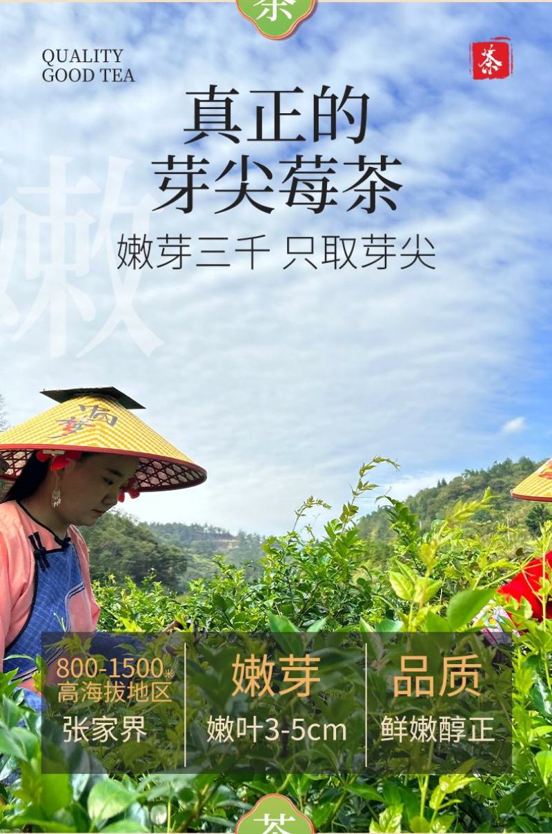 张家界原产地芽尖莓茶国家地理标志产品自产自销产地直发