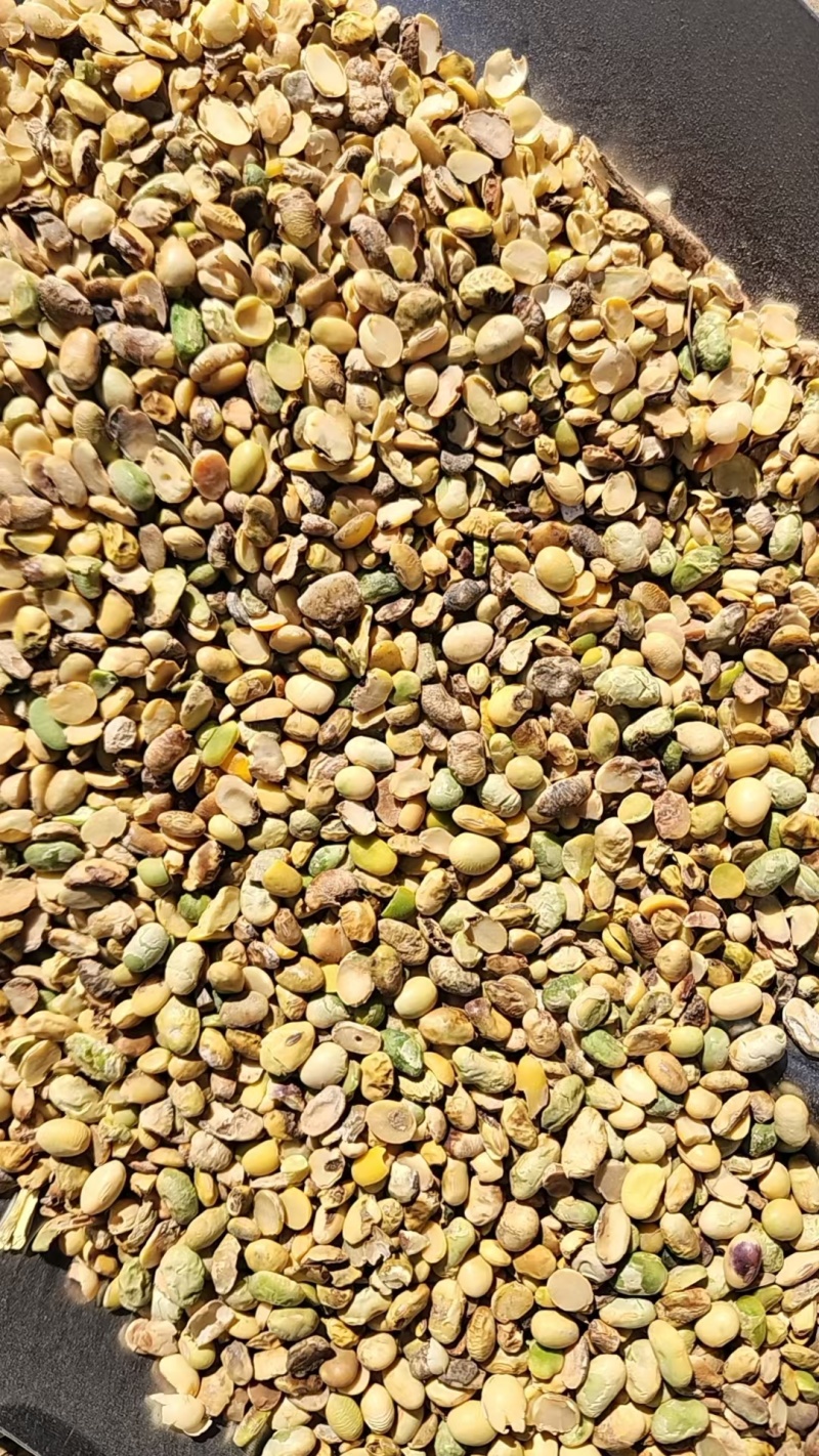 精品碎黄豆，质量保证，可以视屏看货，欢迎大家前来选购