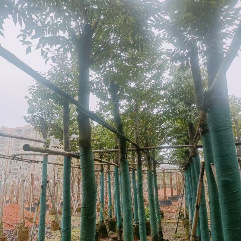 沉香树