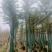 沉香树