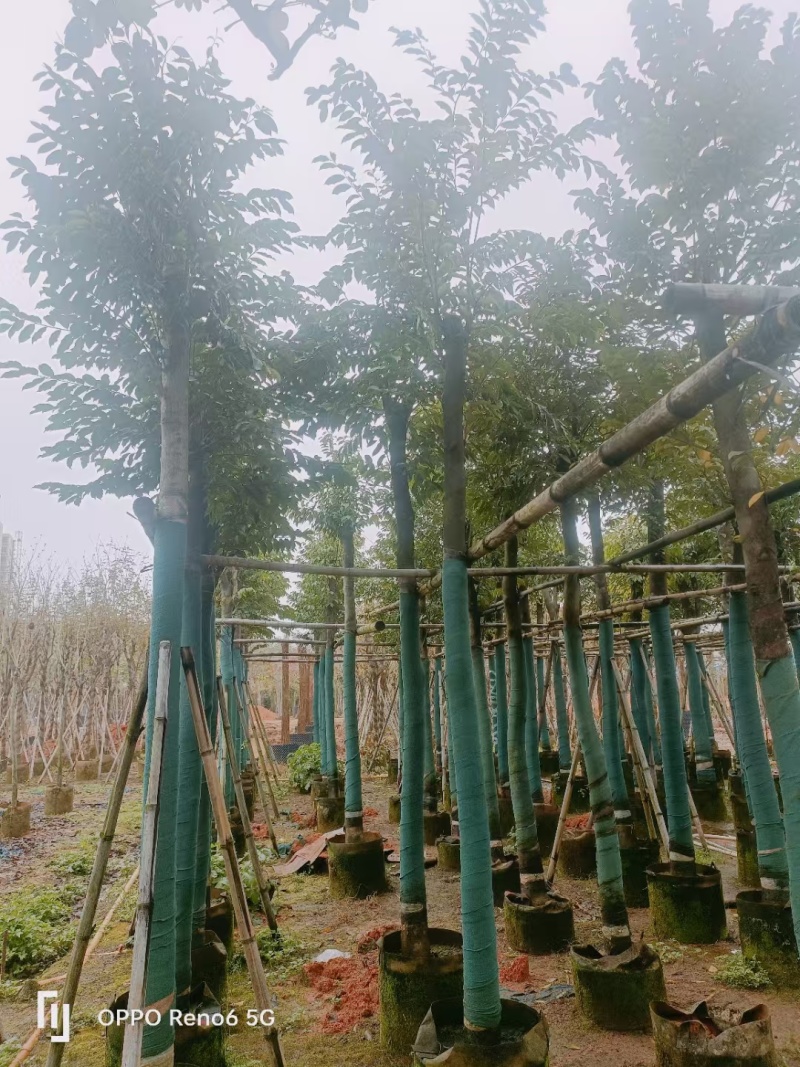 沉香树