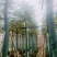 沉香树