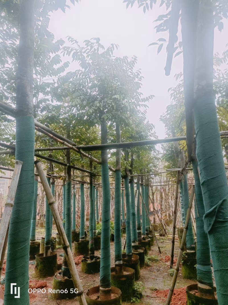 沉香树