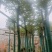 沉香树