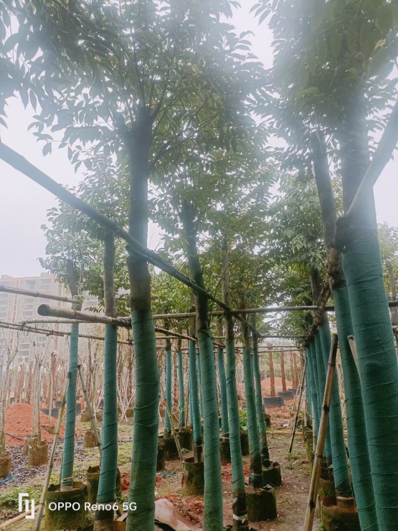 沉香树