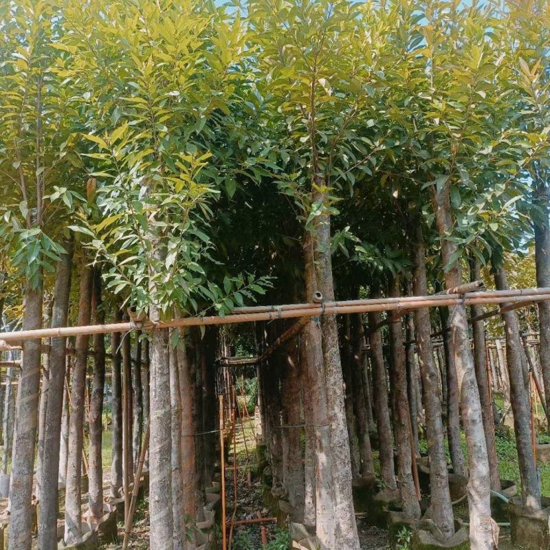 水翁