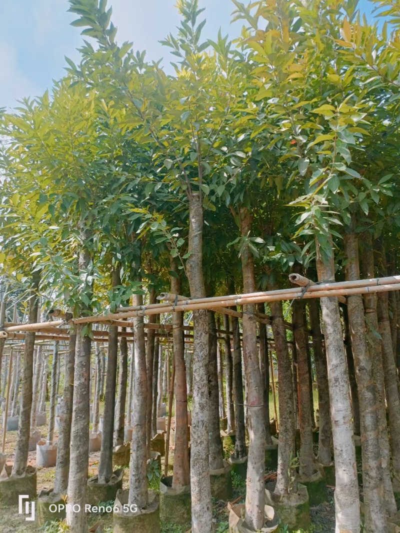 水翁
