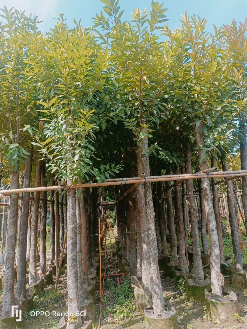 水翁