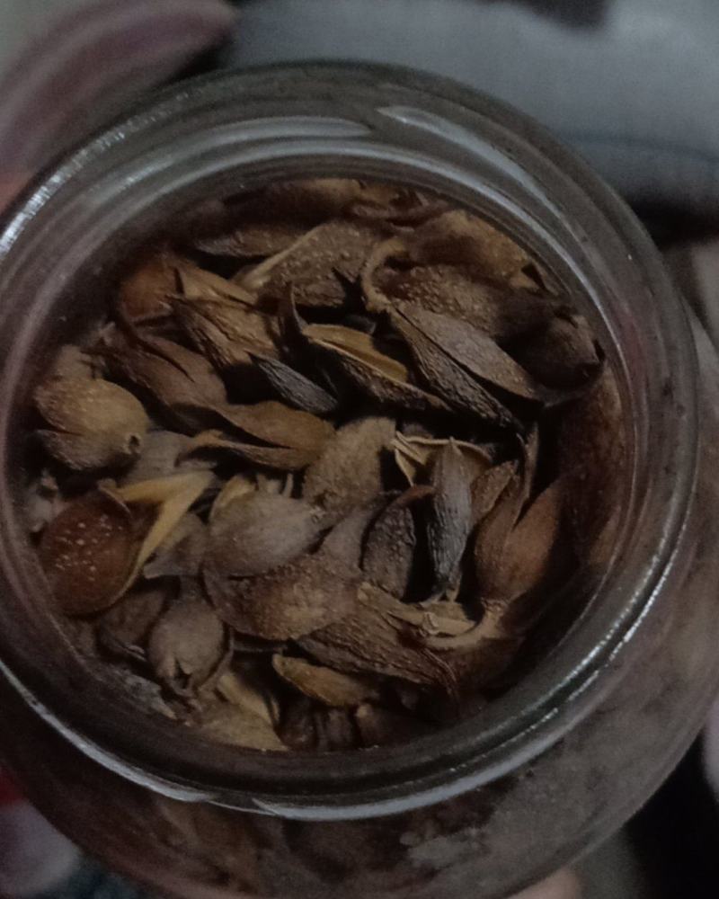 连翘