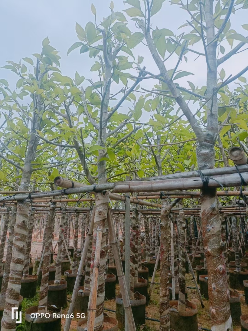 白玉兰，树