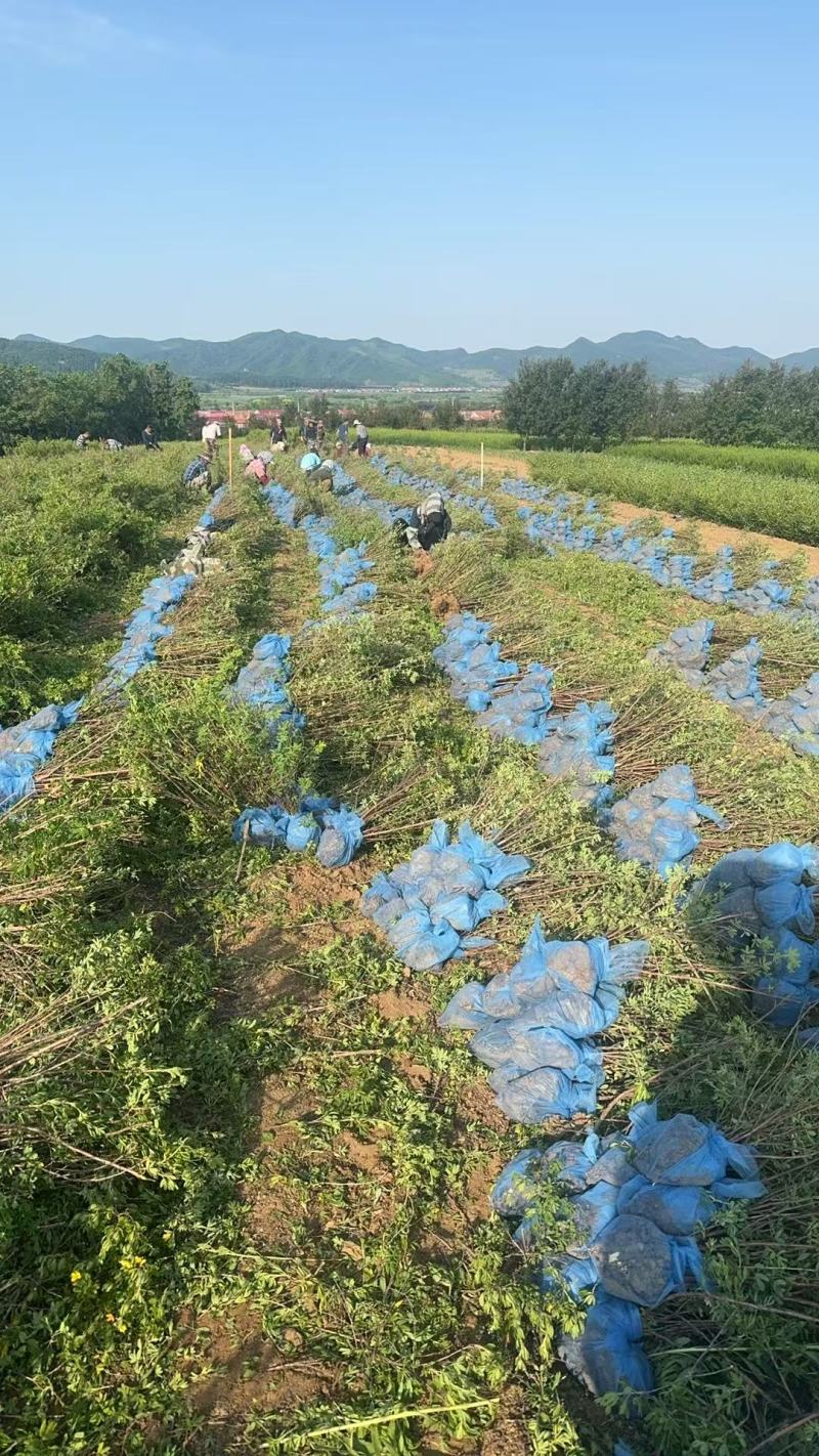金露梅金老梅质量保证量大从优欢迎咨询