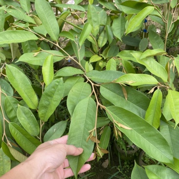 海南黑刺榴莲嫁接苗