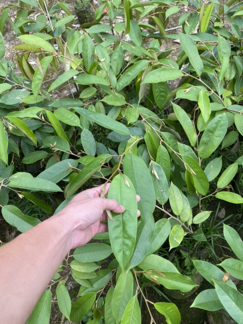 海南黑刺榴莲嫁接苗