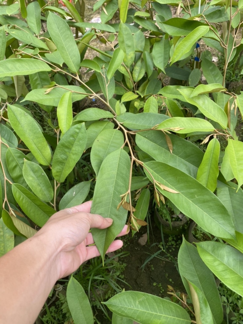 海南黑刺榴莲嫁接苗