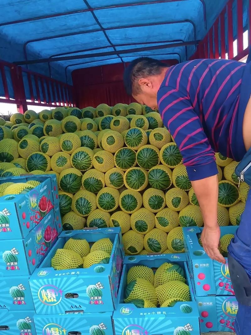 {推荐商家}全美2k小糖丸万亩基地，欢迎来电质量三包